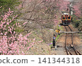 Watarase Valley Railway, Spring, Peach Blossoms 141344318
