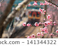 Watarase Valley Railway, Spring, Peach Blossoms 141344322