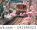 Watarase Valley Railway, Spring, Peach Blossoms 141344323