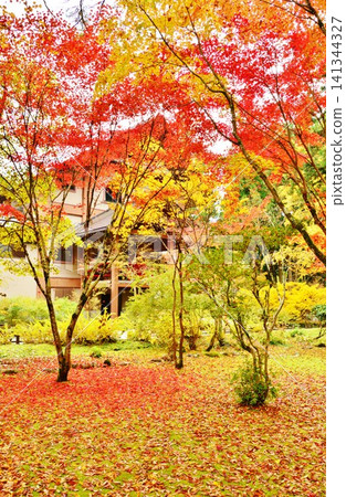 Autumn foliage in the grounds of Undo-an Temple in Muikamachi, Minamiuonuma City, Niigata Prefecture. Autumn foliage in the grounds of Undo-an Temple in Muikamachi, Minamiuonuma City, Niigata Prefecture. 141344327