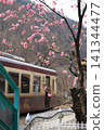 Watarase Valley Railway, Spring, Peach Blossoms 141344477