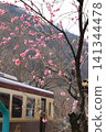 Watarase Valley Railway, Spring, Peach Blossoms 141344478