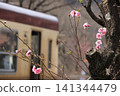 Watarase Valley Railway, Spring, Peach Blossoms 141344479