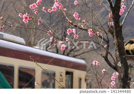 Watarase Valley Railway, Spring, Peach Blossoms 141344480