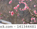 Watarase Valley Railway, Spring, Peach Blossoms 141344481