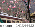Watarase Valley Railway, Spring, Peach Blossoms 141344482