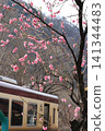 Watarase Valley Railway, Spring, Peach Blossoms 141344483