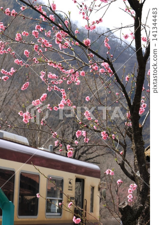 Watarase Valley Railway, Spring, Peach Blossoms Watarase Valley Railway, Spring, Peach Blossoms 141344483