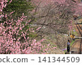 Watarase Valley Railway, Spring, Peach Blossoms 141344509