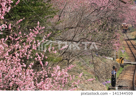 渡良瀨谷鐵路,春天,桃花 渡良瀨谷鐵路,春天,桃花 141344509