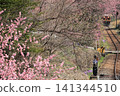 Watarase Valley Railway, Spring, Peach Blossoms 141344510