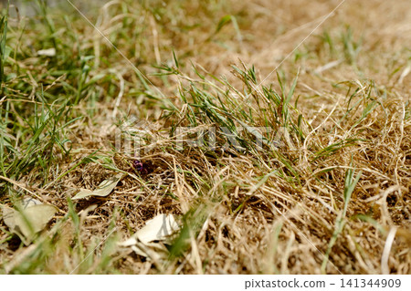 Small patches of green grass surviving amidst dry, dead lawn. The consequences of a heatwave. Small patches of green grass surviving amidst dry, dead lawn. The consequences of a heatwave. 141344909