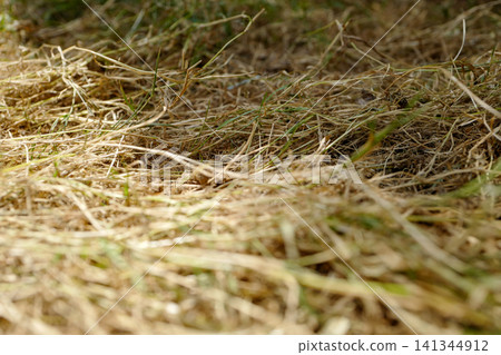 Small patches of green grass surviving amidst dry, dead lawn. The consequences of a heatwave. Small patches of green grass surviving amidst dry, dead lawn. The consequences of a heatwave. 141344912