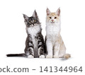 Maine Coon cats on white 141344964