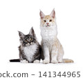 Maine Coon cats on white 141344965