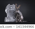 Young lykoi cat on black background 141344966
