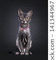 Young lykoi cat on black background 141344967