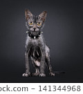 Young lykoi cat on black background 141344968