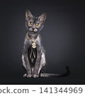 Young lykoi cat on black background 141344969