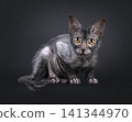 Young lykoi cat on black background 141344970