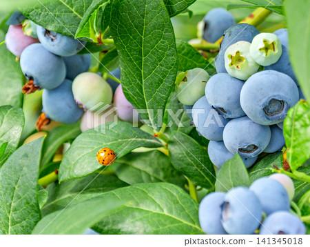 Close-Up of Fresh Blueberries Ripening on the Bush with a Ladybug Close-Up of Fresh Blueberries Ripening on the Bush with a Ladybug 141345018