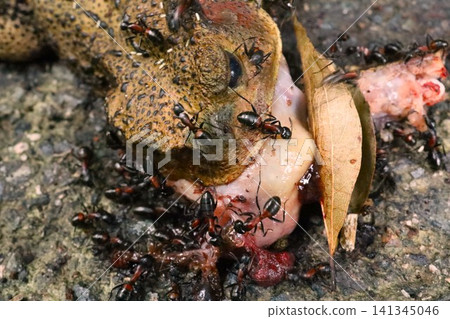 A toad that was run over 141345046