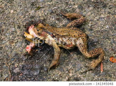 A toad that was run over 141345048