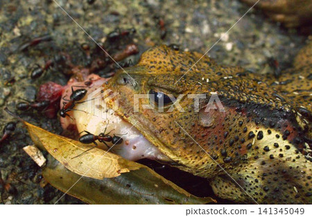 A toad that was run over 141345049