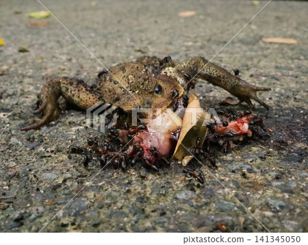 A toad that was run over 141345050