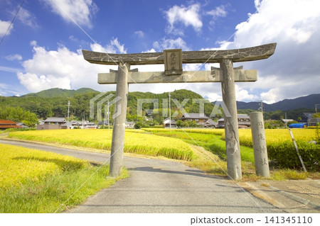 The first torii gate of Tanjo Shrine, standing alone in a rice field full of ripening rice stalks. The first torii gate of Tanjo Shrine, standing alone in a rice field full of ripening rice stalks. 141345110
