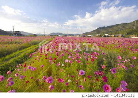 鹿田町的波斯菊田（鹿田町廣尾東） 141345133