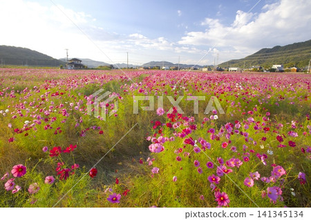 鹿田町的波斯菊田（鹿田町廣尾東） 141345134