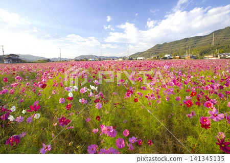 Cosmos field in Shikata town (Hiroo Higashi, Shikata town) 141345135