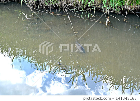 A walk around Iwatsuki: Kurotani River, an agricultural irrigation canal A walk around Iwatsuki: Kurotani River, an agricultural irrigation canal 141345165