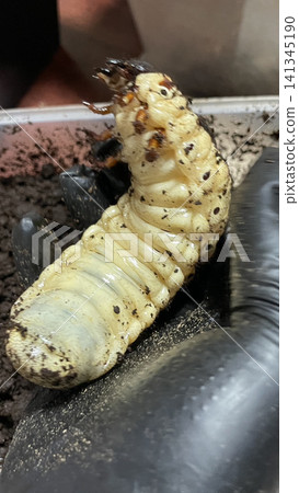 A close-up photograph of the abdomen of a Hercules beetle larva. A close-up photograph of the abdomen of a Hercules beetle larva. 141345190