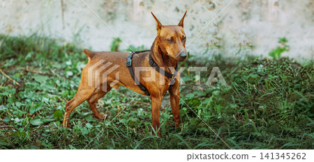 Miniature Pinscher standing on green grass Miniature Pinscher standing on green grass 141345262