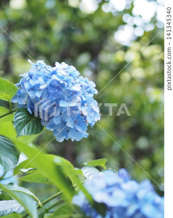 一張藍色繡球花的特寫，這種花為雨季增添了色彩。 141345340