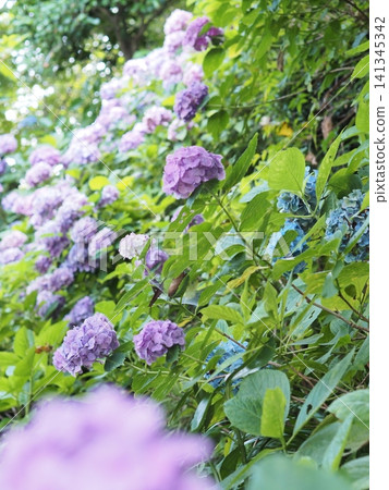A rainy season garden scene with clusters of purple and blue hydrangeas. A rainy season garden scene with clusters of purple and blue hydrangeas. 141345342
