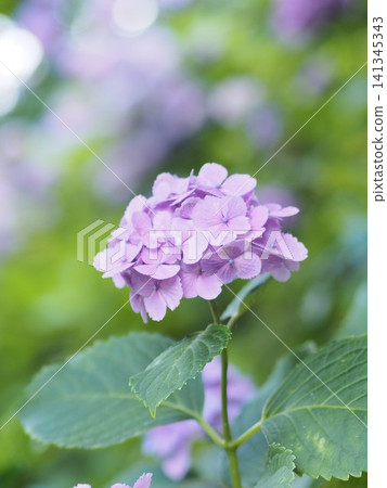 A close-up of a single purple hydrangea with its delicate petals. 141345343