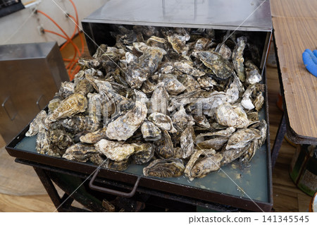 來自宮城縣松島的牡蠣 來自宮城縣松島的牡蠣 141345545