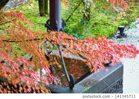 京都永堂(善林寺)的美麗秋葉(京都府京都市左京區) 京都永堂(善林寺)的美麗秋葉(京都府京都市左京區) 141345711