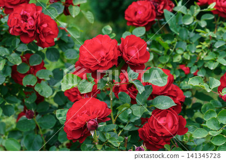 Close up branch of red rose flower blooming in garden with green leaves and natural background Close up branch of red rose flower blooming in garden with green leaves and natural background 141345728