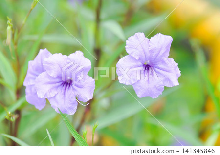 minnieroot ,Ruellia tuberosa L or popping pod or purple flower minnieroot ,Ruellia tuberosa L or popping pod or purple flower 141345846