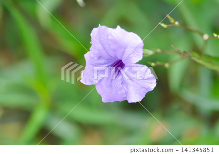minnieroot ,Ruellia tuberosa L or popping pod or purple flower minnieroot ,Ruellia tuberosa L or popping pod or purple flower 141345851
