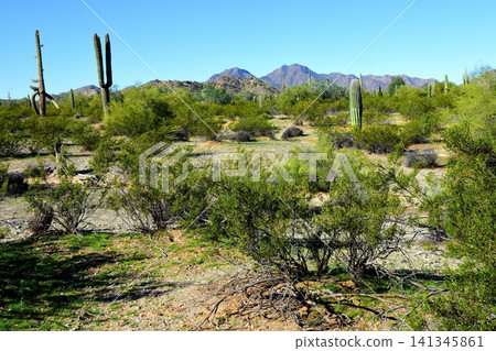 Old Saguaro Cactus Sonora desert Arizona Old Saguaro Cactus Sonora desert Arizona 141345861