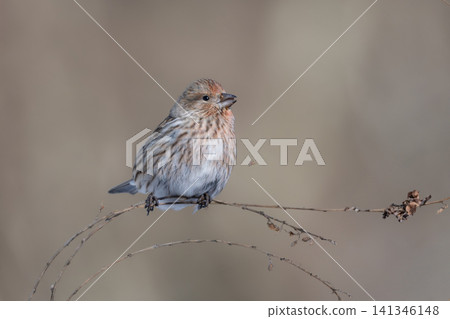 The beautiful crimson plumage of the Japanese migratory bird, the Long-tailed Rosefinch, stands out against the white snowscape of winter. The beautiful crimson plumage of the Japanese migratory bird, the Long-tailed Rosefinch, stands out against the white snowscape of winter. 141346148