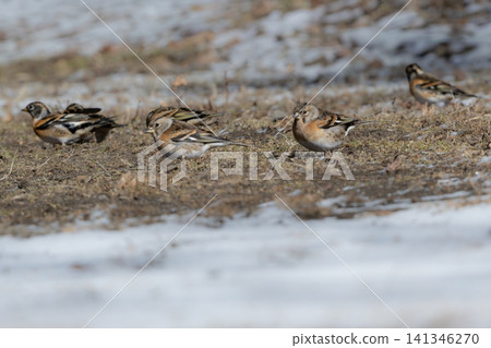 A flock of Japanese bramblings, with their vibrant orange plumage, stands out against the white snowscape. A flock of Japanese bramblings, with their vibrant orange plumage, stands out against the white snowscape. 141346270
