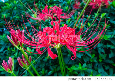 群集孤挺花 群集孤挺花 141346279