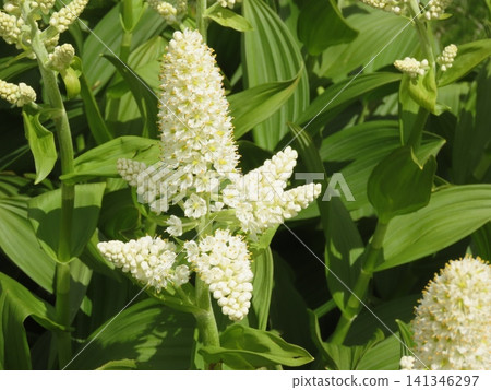 White flowers of Veratrum stamineum in bloom White flowers of Veratrum stamineum in bloom 141346297