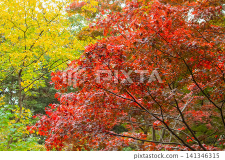 Autumn leaves (ginkgo and maple) Autumn leaves (ginkgo and maple) 141346315